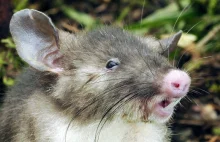 Naukowcy odkryli nowy gatunek ssaka. Oto szczur ze świńskim nosem