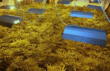 Policja przejęła 42 kg marihuany o wartości 3 mln złotych