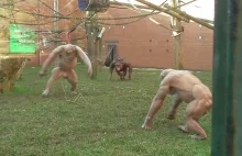 Fighting Hairless Chimpanzees Cause Tense Scene At The Zoo