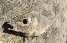 Nawet 30% ryb w Zatoce Puckiej nie ma tkanki ocznej...