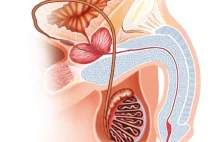 Leczenie zaburzeń erekcji i najczęstsze przyczyny.