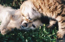 Lublin: Darmowa sterylizacja i kastracja psów i kotów do końca listopada