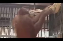 Orangutan tworzy sobie hamak