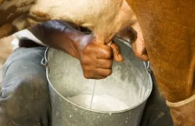 • Nietolerancja laktozy. Kto może pić mleko?