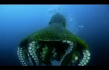 Amazing Octopus - Most Intelligent Animal on Earth? 1080p