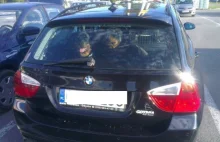 Dwa rottweilery uwięzione w bagażniku BMW przy Castoramie. W pełnym słońcu...