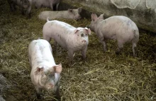 Walka z afrykańskim pomorem świń na Podlasiu. Do uśpienia prawie 300 zwierząt