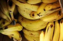 Banany znikną z półek. Choroba panamska niszczy plantacje bananów