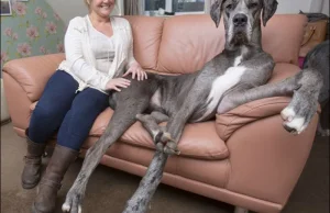 Meet Freddy – Britain’s tallest dog