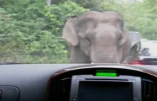Spotkanie ze zdenerwowanym słoniem w parku niedaleko Bangoku.