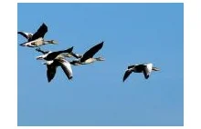 Fenomen ptasich migracji. Dlaczego i kiedy wędrują?