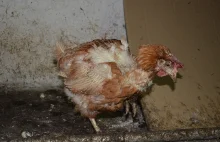 Tak wygląda barbarzyństwo w rozwiniętych krajach XXI w.