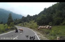 Owieczki, zejdźcie proszę z jezdni....