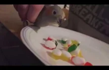 papugo-widelec