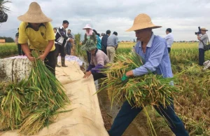 Chiny chwalą się wyjątkowo wydajnym ryżem
