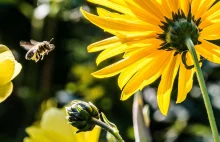W ciągu trzech miesięcy w Brazylii wymarło ponad 500 mln pszczół