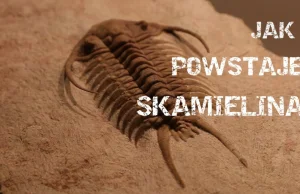 Jak powstają skamieniałości? I dlaczego jest ich mało?