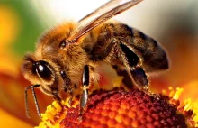 Pszczoły zapylają 70% gatunków roślin, które gwarantują 90% pożywienia