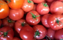 Codziennie jemy truciznę! Jak odróżnić naturalne pomidory od tych z GMO...