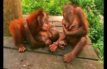 Małe, przestraszone orangutany. I te przerażające makaki.