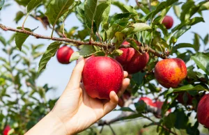 W tym sezonie sadownicy będą musieli dopłacać do jabłek?