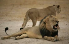 PETA żąda kary śmierci dla dentysty, która zabił lwa Cecila