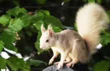 To prawdziwa rzadkość. Białą wiewiórkę ze zmutowanym genem zauważono w...
