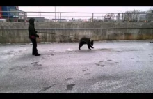 Rosjanka wyprowadza niedźwiedzia na spacer.