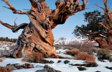 Niezwykłe drzewa mierzą 115 metrów, ważą 6 tysięcy ton i liczą sobie 5 tys. lat