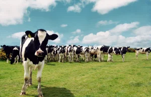 Będzie szczepionka dla krów ograniczająca emisję metanu