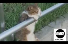 Funny Cats Compilation