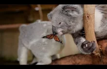 Misio koala z motylem na nosie