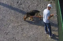 Maratończyk, który porzucił psa w upale, zapłaci za swój czyn!
