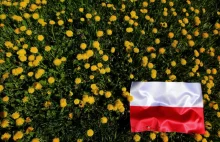 Problem z polskim patriotyzmem. Nikt nie wie jak naprawdę wygląda nasza flaga