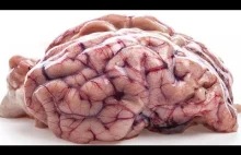 7 mitów o mózgu, w które być może wierzysz.