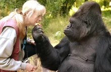 Gorylica Koko, która mówiła w języku migowym nie żyje