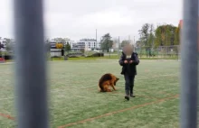 Właściciel owczarka urządził psu "wychodek" na środku boiska - Białołęka