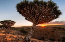 Socotra - Jemen