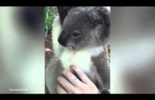 Ha ha, ale ten koala to jest straszliwie szczęśliwy :)
