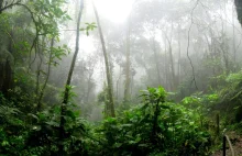 Prezydent Brazylii Jair Bolsonaro neguje dane o wylesianiu Amazonii.