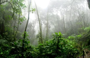Prezydent Brazylii Jair Bolsonaro neguje dane o wylesianiu Amazonii.
