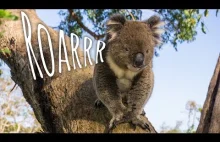Jak ryczy miś koala?
