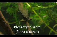 Płoszczyca szara - polski wodny skorpion