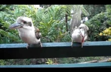 Gadające Kookaburra