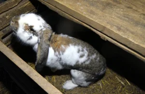 Głupia baba spod Augustowa postanowiła zagłodzić na śmierć 10 królików i 7 kur