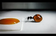 Picie miodku przez mrówke miodową.