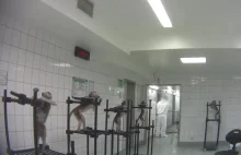 Piekło zwierząt w niemieckim laboratorium. Czy zostaną ukarani?