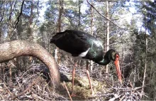 Estońska Fundacja Natura umieściła kamerę internetową w gnieździe bocianów...