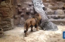Lew atakuję i zabija lwicę w Gdańskim Zoo
