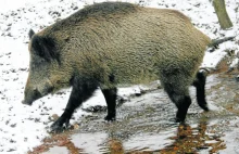 Przyrodnicza sensacja: Wilki powracają w Karkonosze po 170 latach